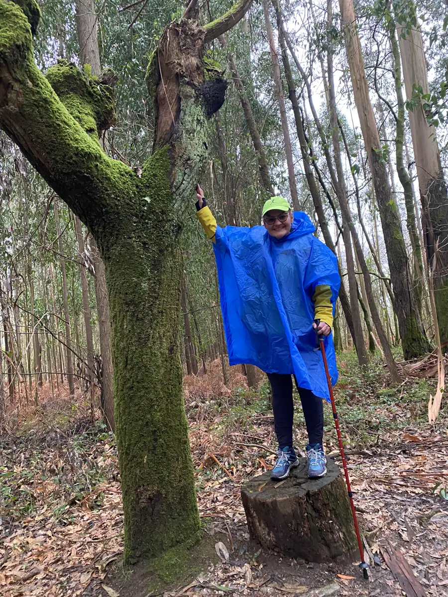 A pilgrim in a rain poncho walking a moss-covered forest path